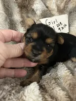 Frutti, a female Yorkshire Terrier for sale in Atoka, OK – 1 of 2