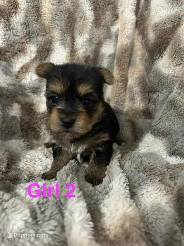 Francie – Yorkshire Terrier puppy for sale in Atoka, OK