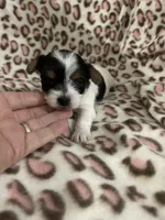 Toynet, a female Yorkshire Terrier for sale in Atoka, OK – 2 of 4