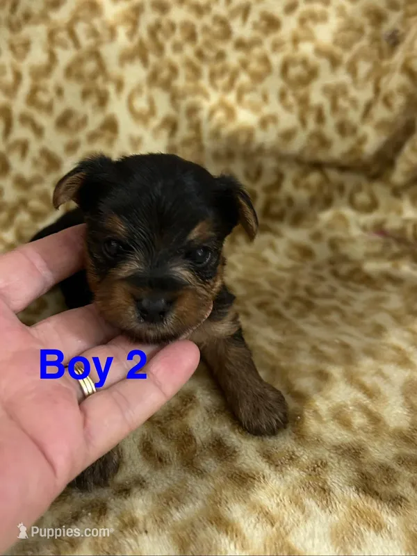 Willie – Yorkshire Terrier puppy for sale in Atoka, OK