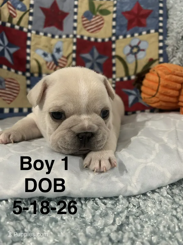Stetson – French Bulldog puppy for sale in Atoka, OK