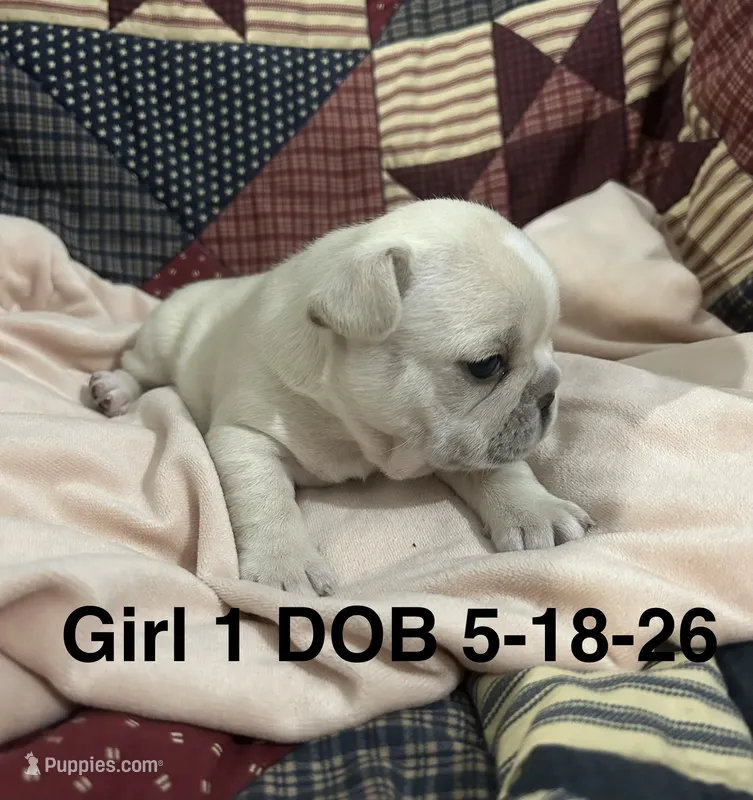 Sharee – French Bulldog puppy for sale in Atoka, OK