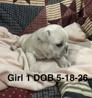 Sharee, a female French Bulldog for sale in Atoka, OK – 1 of 3