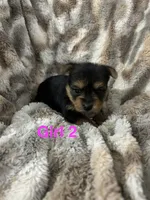 Francie, a female Yorkshire Terrier for sale in Atoka, OK – 3 of 3