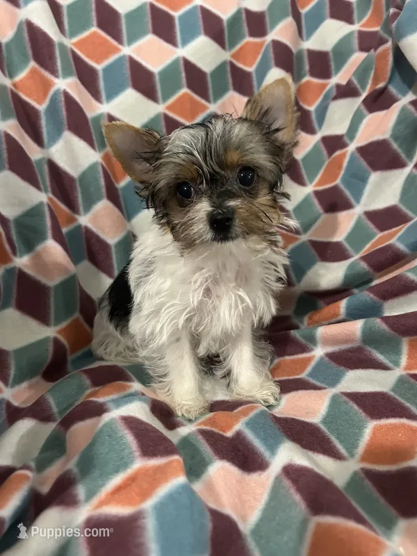 Toynet – Yorkshire Terrier puppy for sale in Atoka, OK