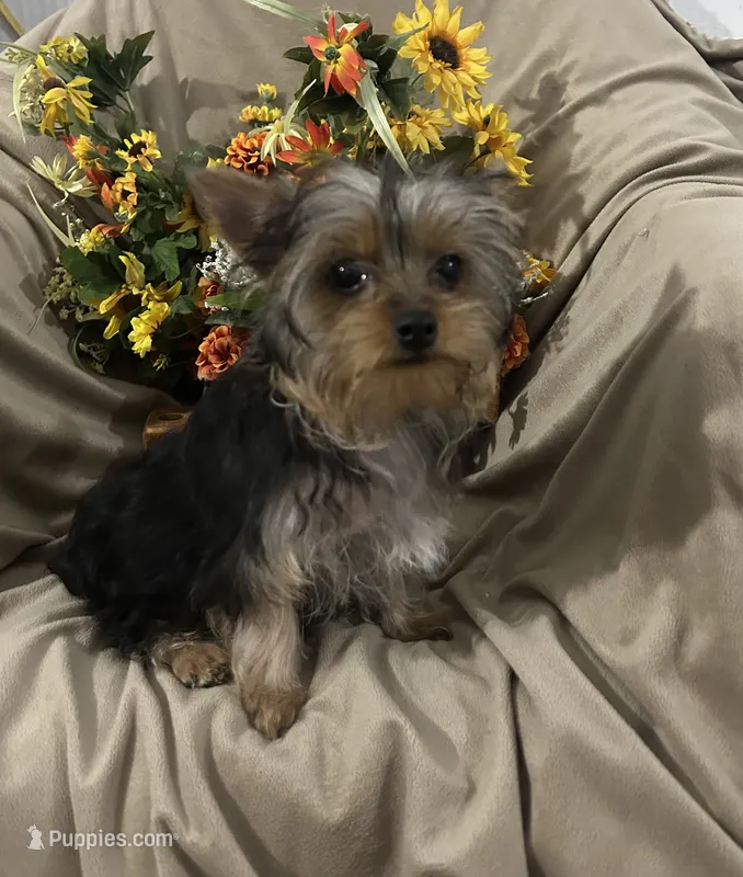 Walker – Yorkshire Terrier puppy for sale in Atoka, OK