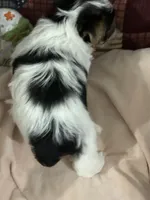 Toynet, a female Yorkshire Terrier for sale in Atoka, OK – 4 of 8