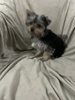 Walker, a male Yorkshire Terrier for sale in Atoka, OK – 4 of 5