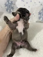 processed/9bef43f4-ceb9-452f-b4bf-de5776fd913a/listing/b0ae341b-6195-43e7-b4d7-6f0d500c6807/6d68420c-7fb7-465f-8a69-a7a4803e804c