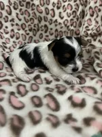 Toynet, a female Yorkshire Terrier for sale in Atoka, OK – 3 of 4
