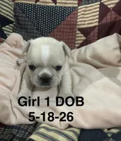 Sharee, a female French Bulldog for sale in Atoka, OK – 3 of 3