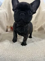 Henry, a male French Bulldog for sale in Atoka, OK – Photo 2 of 6