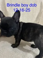 Henry, a male French Bulldog for sale in Atoka, OK – Photo 1 of 6