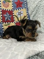 Walker, a male Yorkshire Terrier for sale in Atoka, OK – 4 of 7