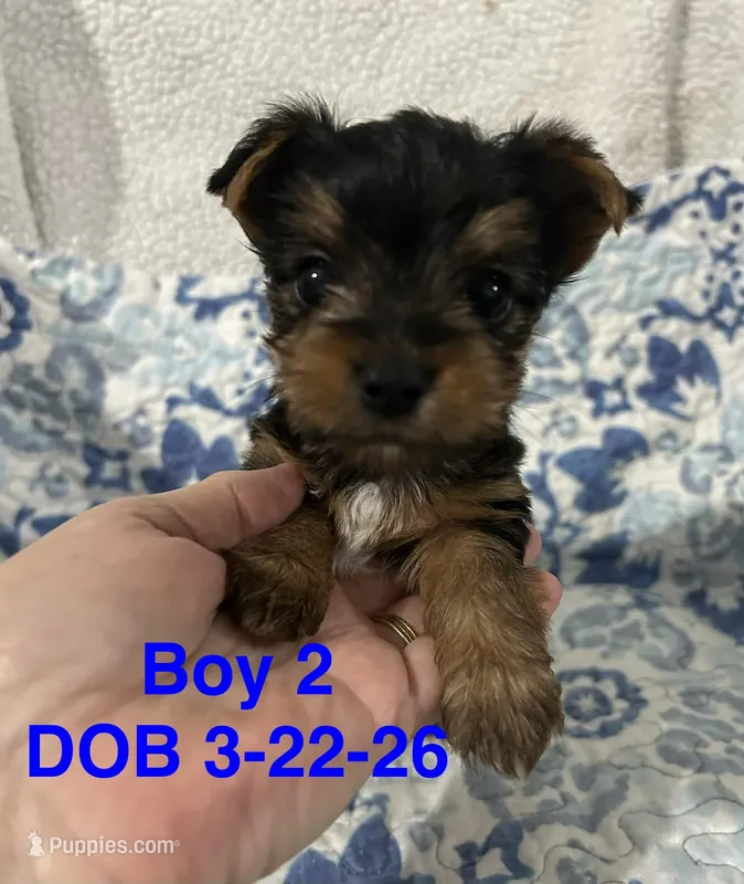 Willie – Yorkshire Terrier puppy for sale in Atoka, OK