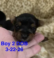 Willie, a male Yorkshire Terrier for sale in Atoka, OK – Photo 1 of 2