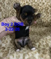 Willie, a male Yorkshire Terrier for sale in Atoka, OK – Photo 2 of 2