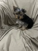 Walker, a male Yorkshire Terrier for sale in Atoka, OK – 5 of 5
