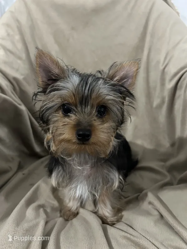 Walker – Yorkshire Terrier puppy for sale in Atoka, OK