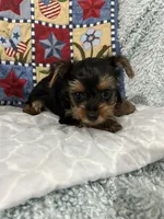 Walker, a male Yorkshire Terrier for sale in Atoka, OK – 2 of 7