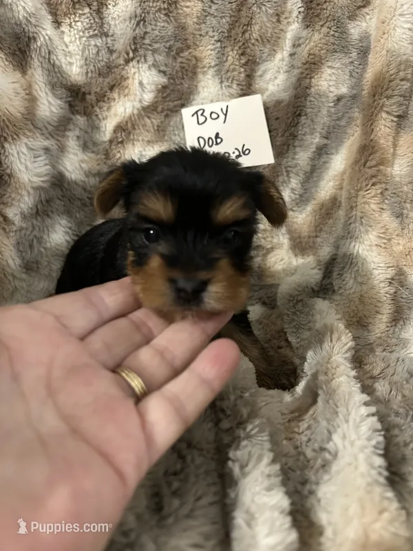 Frankie – Yorkshire Terrier puppy for sale in Atoka, OK