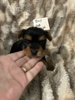 Frankie, a male Yorkshire Terrier for sale in Atoka, OK – 1 of 3