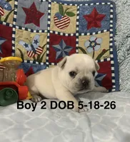 Sir Henry, a male French Bulldog for sale in Atoka, OK – 3 of 3