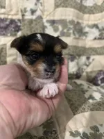 Sierra , a female Yorkshire Terrier for sale in Atoka, OK – Photo 2 of 6