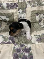 Sierra , a female Yorkshire Terrier for sale in Atoka, OK – Photo 3 of 6