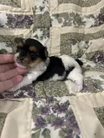 Sierra , a female Yorkshire Terrier for sale in Atoka, OK – Photo 5 of 6