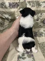 Sierra , a female Yorkshire Terrier for sale in Atoka, OK – Photo 4 of 6