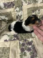 Sierra , a female Yorkshire Terrier for sale in Atoka, OK – Photo 6 of 6