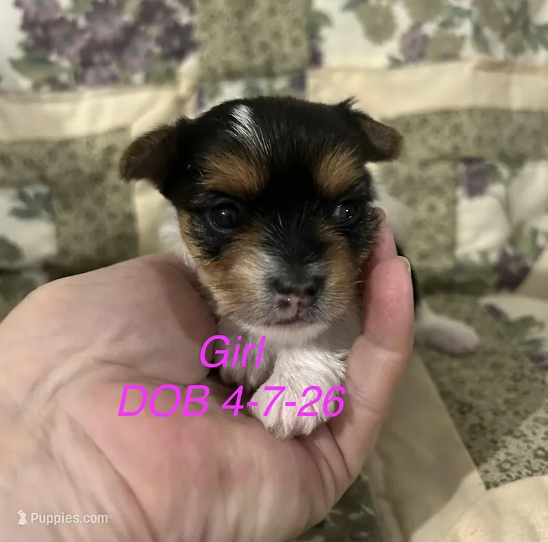 Sierra  – Yorkshire Terrier puppy for sale in Atoka, OK