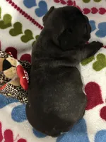 Milo, a male French Bulldog for sale in Atoka, OK – Photo 2 of 3