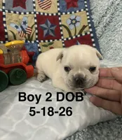 Sir Henry, a male French Bulldog for sale in Atoka, OK – 2 of 3