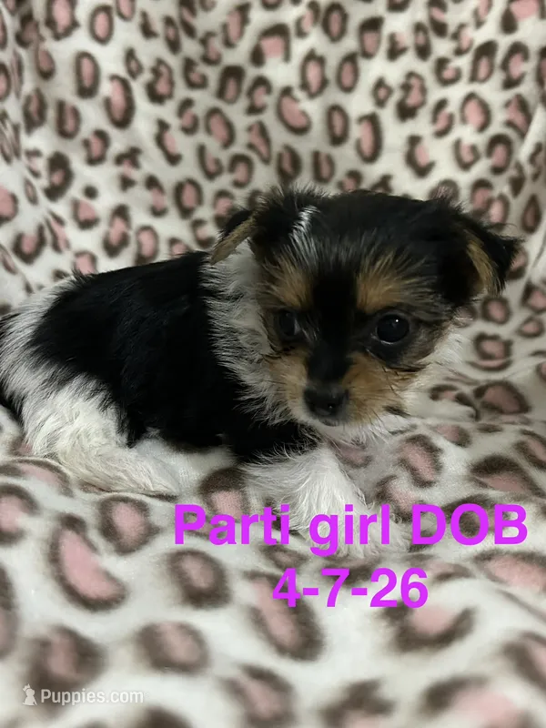 Sierra  – Yorkshire Terrier puppy for sale in Atoka, OK