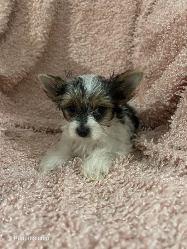Toynet – Yorkshire Terrier puppy for sale in Atoka, OK