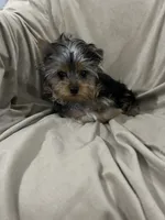 Walker, a male Yorkshire Terrier for sale in Atoka, OK – 3 of 5