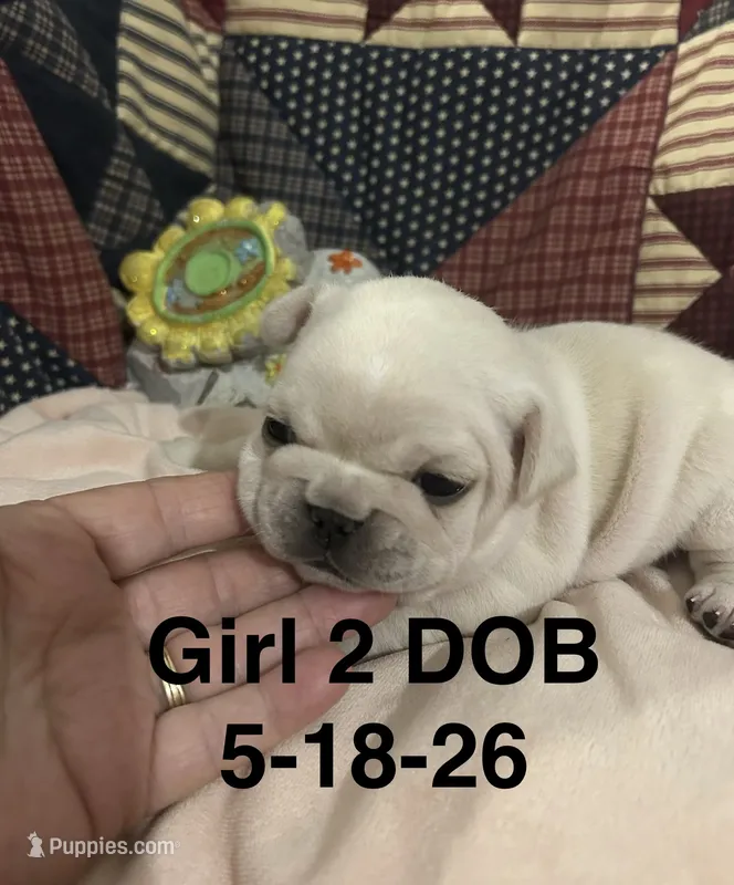 SuzyQ – French Bulldog puppy for sale in Atoka, OK