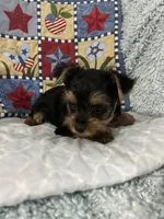 Walker, a male Yorkshire Terrier for sale in Atoka, OK – 5 of 7