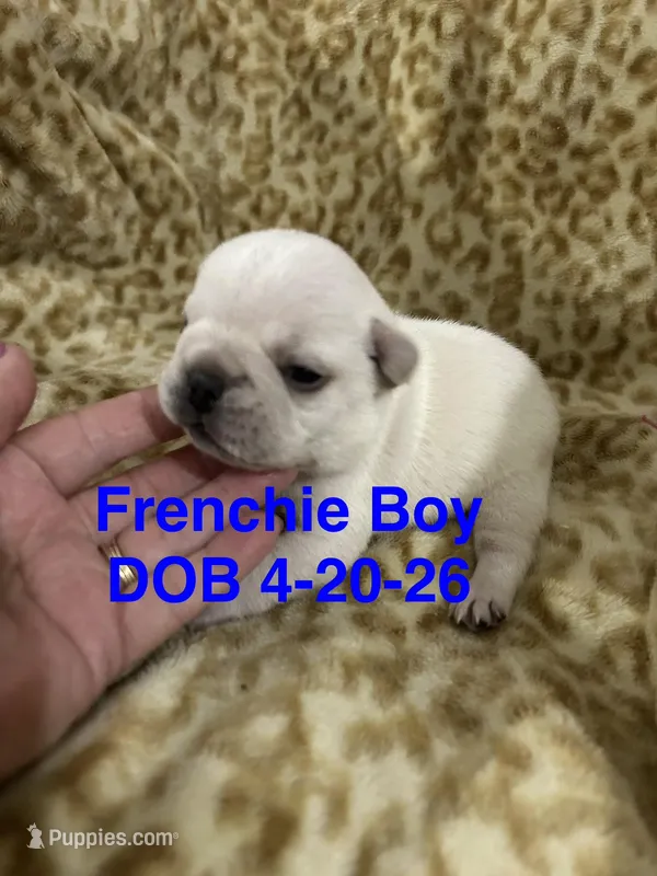 Pierre – French Bulldog puppy for sale in Atoka, OK