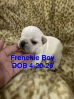 Pierre, a male French Bulldog for sale in Atoka, OK – 1 of 4