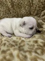 Pierre, a male French Bulldog for sale in Atoka, OK – 4 of 4
