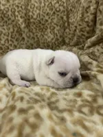 Pierre, a male French Bulldog for sale in Atoka, OK – 3 of 4