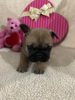 Fawn girl 1, a female French Bulldog for sale in Atoka, OK – Photo 2 of 3