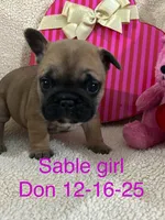 Fawn girl 1, a female French Bulldog for sale in Atoka, OK – Photo 1 of 3