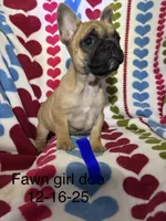 Pet only, a female French Bulldog for sale in Atoka, OK – Photo 4 of 8