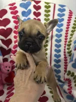 Pet only, a female French Bulldog for sale in Atoka, OK – Photo 1 of 8