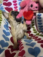 Pet only, a female French Bulldog for sale in Atoka, OK – Photo 3 of 8