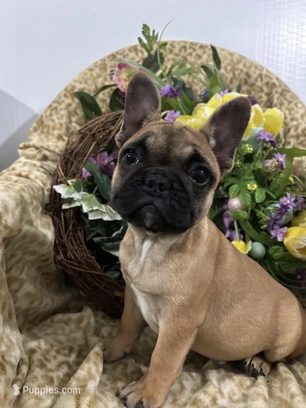 Pet only – French Bulldog puppy for sale in Atoka, OK